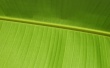 Green leaf Wallpaer