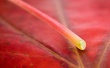 Red leaf Wallpaer