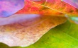 Nice leaf Wallpaer