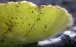 Imperfect leaf Wallpaer