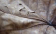 Dry leaf Wallpaer