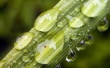 Water on plants Wallpaer