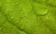 Green leaf Wallpaer