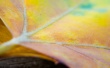 Multicolor leaf Wallpaer