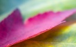 Pink leaf Wallpaer