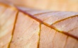 Brown leaf Wallpaer