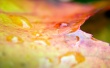Leaf effects Wallpaer