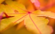 Autumn leaf Wallpaer