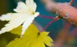 Autumn leafs Wallpaer