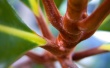 Stems Wallpaer