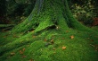 Green tree Wallpaer