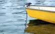 Yellow boat Wallpaer