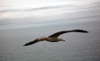 Bird flying Wallpaer