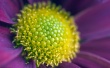 Flower zoom Wallpaer