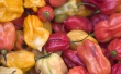 Pepperlicious Wallpaer
