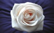 White rose Wallpaer