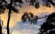 Barkbay sunset Wallpaer