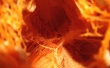Inner pumpkin Wallpaer