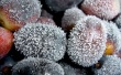 Frozen grapes Wallpaer