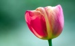 Pink tulip Wallpaer