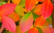Autumn leafs Wallpaer