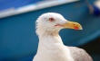 Seagull in Venice Wallpaer
