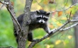 Hangin out Wallpaer
