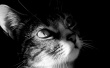 Cat head Wallpaer