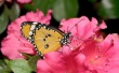 Butterfly Pink Flower Wallpaer