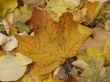 Old Leaf Wallpaer