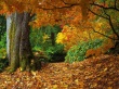 Autumn Forest Wallpaer