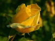 Rose Of Gelosy Wallpaer
