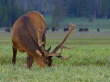 Deer Wallpaer