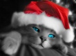 Kitty Santa Wallpaer