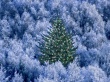 Tree Of The Trees Wallpaer