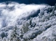 Downtrees Wallpaer