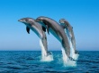 Bottlenose Dolphins Wallpaer