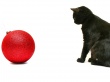 Christmas cat Wallpaer