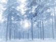 Winter forest Wallpaer