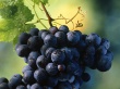 Fresh Grapes Wallpaer