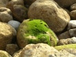 Sao Martinho bay Wallpaer