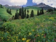 Alpine Meadow Wallpaer