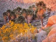 Brittlebush at Sunrise Wallpaer