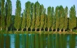 Poplars Wallpaer