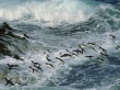 Many Penguins Wallpaer