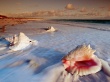 Conch Shells Wallpaer