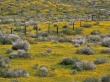 Goldfields Wallpaer