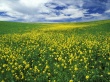 Field of Mustard Wallpaer