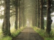 Pine Drive Wallpaer
