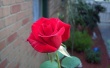 Rose Wallpaer